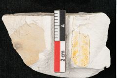 Foto (Detailansicht) von Quercus austini Ettingshausen (NHMW-GEO-2024-0188-10363)